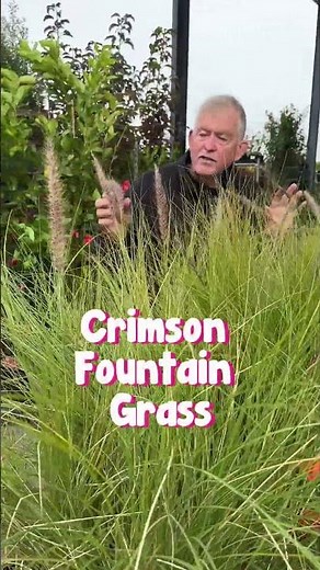 Discover the beauty of Pennisetum setaceum, an ornamental grass! 🌾