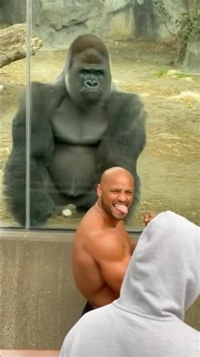 Bodybuilder poses with the wrong gorilla at the zoo- wwe.