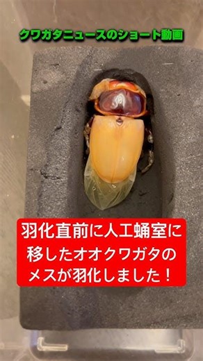 【オオクワガタ】羽化直前に掘り出したオオクワガタのメスが羽化しました #クワガタ #オオクワガタ