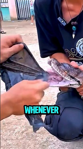 Why Do Pythons Have Teeth Like This? 😨