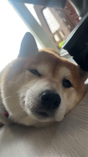 【眠たい柴犬】