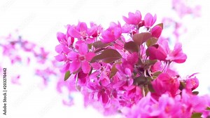 Pink tree in daylight, branches of spring flowering tree, fruit tree, slow motion