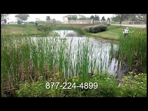 GET RID OF CATTAILS in a pond
