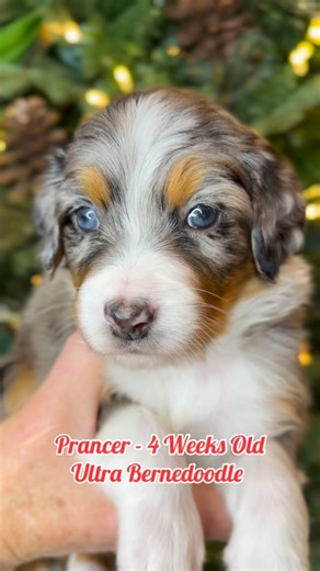 3 comments | Prancer  4 weeks ⭐️ Who is the cutest little Santa helper? #Bernedoodle #ReindeerGames #HolidayVibe | Jane Hunt | Facebook
