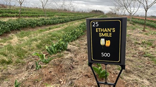 WA tulip farm introduces new tulip mixture in memory of Idaho murder victim Ethan Chapin