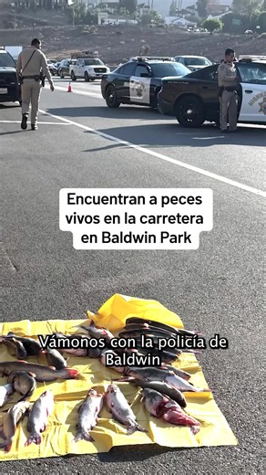 Una escena inusual en una concurrida vía de Baldwin Park generó un desconcertante peligro para el tráfico. Treinta y un bagres, también conocidos como “pez gato”, sobre la carretera obligaron a los conductores a detenerse, mientras la Patrulla de Caminos de California (CHP) acudía al lugar para atender el extraño suceso. #Telemundo52