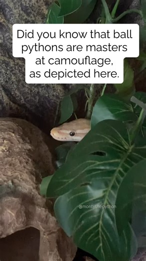 Monty the Python on Instagram: "I bet you didn’t even notice that one of the leaves were different 🤪😂 #montythepython #ballpython #meme #themoreyouknow #cutesnake #fyp #trendingaudio #ballpythonsofinstagram #friyay #friday #fridayvibes #cutepetclub #reels #snake #themoreyouknow💫"
