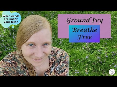 Ground Ivy Identification | Medicinal and Magical Uses of Creeping Charlie