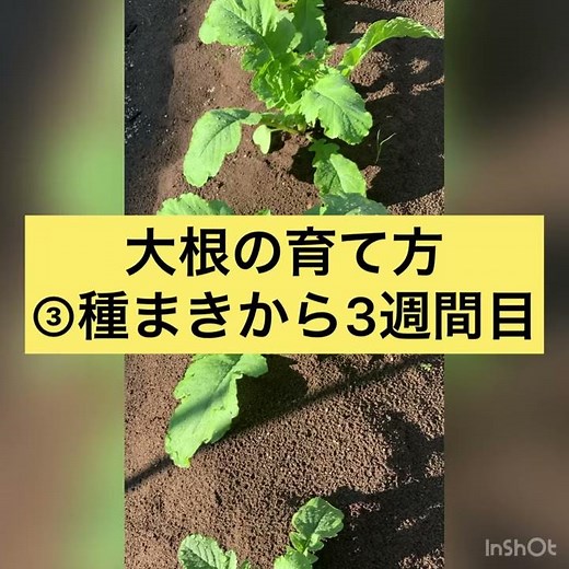 大根の育て方 ⑤種まきから3週間目