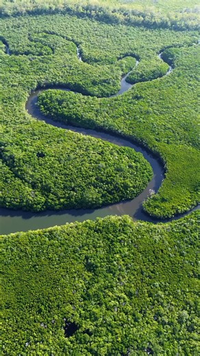 The Daintree River doesn’t just wind through the world’s oldest rainforest… it rules it. 🐊🌿 🎥 IG/josephine.wrt ID Aerial footage of the Daintree River winding through dense rainforest, with occasional close-up shots of saltwater crocodiles on the banks and in the water. #exploreTNQ #explorecairnsGBR #thisisqueensland #seeaustralia Visit Port Douglas & Daintree Visit Queensland, Australia Australia.com | Tropical North Queensland