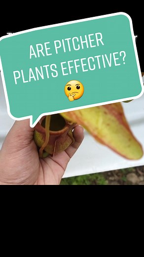 Just how effective are pitcher plants at catching pests? #nepenthes #exoticplants #rareplants #carnivorousplants #pitcherplant