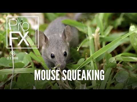 Mouse squeaking sound effect | ProFX (Sound, Sound Effects, Free Sound Effects)