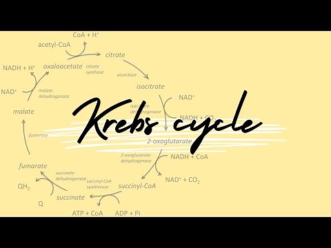 Krebs Cycle Song