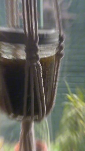Arnica flower pain relief oil ✨ This is super easy to make and provides almost immediate relief for the body. You’ll need: Dried arnica flowers Carrier oil- I used extra virgin olive oil Mason jar Sunlight Step 1: pour dried flowers in mason jar Step 2: with a 1:1 ratio add in your oil Step 3: Shake your jar and hang/set in a sunlit window Step 4: Give a good shake every other day for 6 weeks Step 5: After 6 weeks separate your oil from flowers using mesh cloth or strainer Step 6: Discard arnica