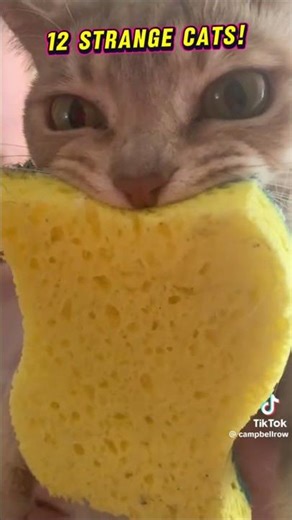 POV: cats are actually aliens #CatsOfTikTok #Trending