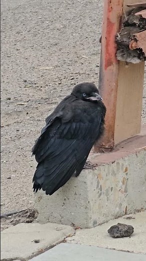 Blue-Eyed Baby Crow on Pavement | Adorable Wildlife Close-Up