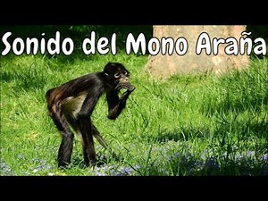 Sonido de mono araña Spider Monkey Sound