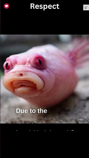 Blobfish Ugliest Deep Sea Marvels of Adaptation and Appearance