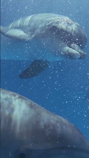The Dolphin's Life Cycle: The Intelligent Traveler of the Blue Ocean