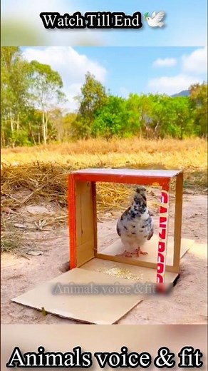 Simple Box Trap! Kabootar Aise Phas Gaya – Must Watch Till End 🕊🔥#shorts #birds