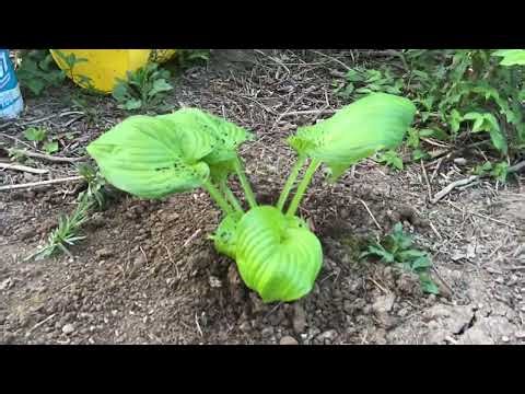 Hosta Hike Begins | Planting & Expanding My Backyard Hosta Trail (Permaculture Vision)