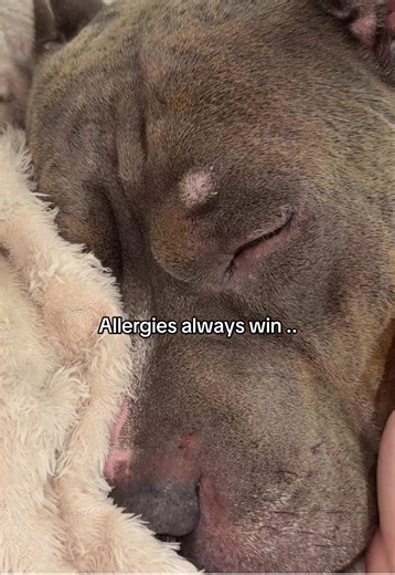 Understanding Dog Allergies: Causes and Solutions
