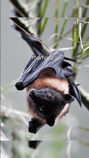 The Amazing World of Fruit Bats! - David