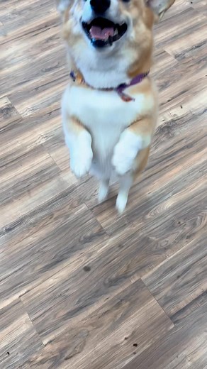 ✨A little about us:✨ You may be wondering what is so special about paws & relax, it’s just another grooming salon right? Wrong! We are different because we don’t just allow your dog a one on one appointment, we like to allot the time to make it fun for them! We don’t just groom your dogs, we love them, we play with them, we make every effort to create an experience they enjoy to reinforce it as a positive & fun environment. We offer a wide variety of services so you can further customize your do