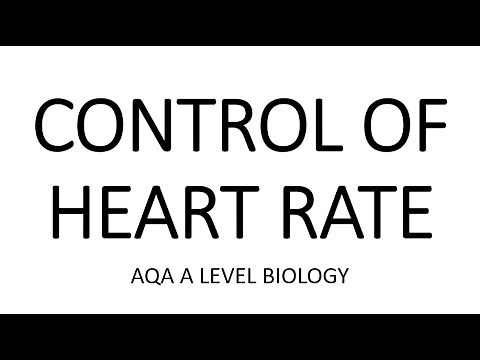 CONTROL OF HEART RATE - AQA A LEVEL BIOLOGY + EXAM QUESTIONS RUN THROUGH