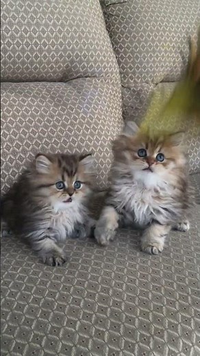 Cute Kittens Playing - Golden Persian Teacup Kittens For Sale at CatsCreation.com!