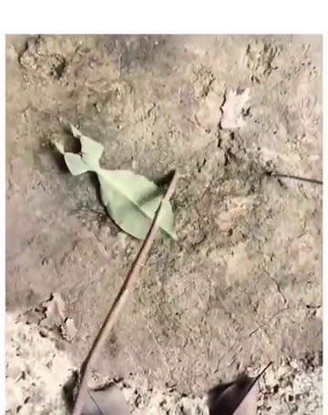 الوارقات (الاسم العلمي: Phylliidae) هي فصيلة من الحشرات تتبع رتبة الشبحيات من خارجيات الأجنحة، تشبه اوراق الشجر 🍃 #حيتان_علوم #بالعلم_ترتقي_الأمم | Whales Science - حيتان علوم