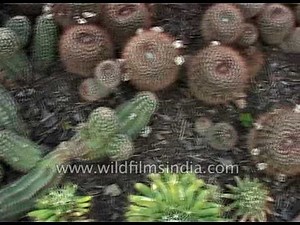 Exotic cactus collection from Kalimpong, West Bengal