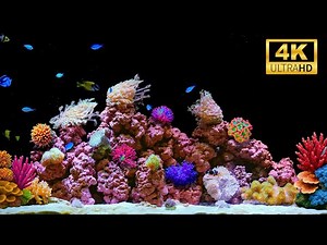 🐬 Pure Calm with 4K Fish Tank | Gentle Aquatic Motion and Silence