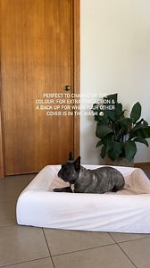 Our Velvet Easy Fit dog bed cover is like a fitted sheet, but for your furry friend! 🛏️🐶🐾 - Super easy to take on and off - Protect your original bed cover - Velvet lining for ultimate comfort - Simply pop off and machine wash when needed And it's fun to change up the colour some times! We change our sheets, so why wouldn't you change your dogs too? 🐶🐾 #dogbed #dogbedcover #doglover #dogowner #frenchie #frenchielove #frenchbulldog #dogs | Dog Friendly Co.