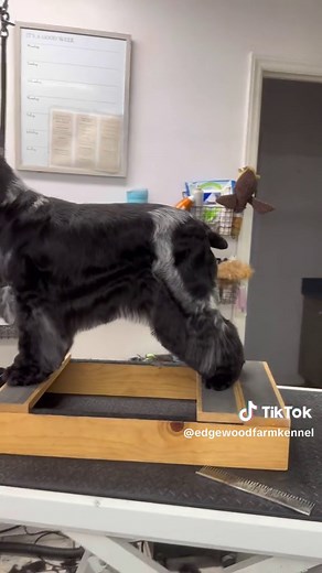 English Cocker Spaniel Show Trim