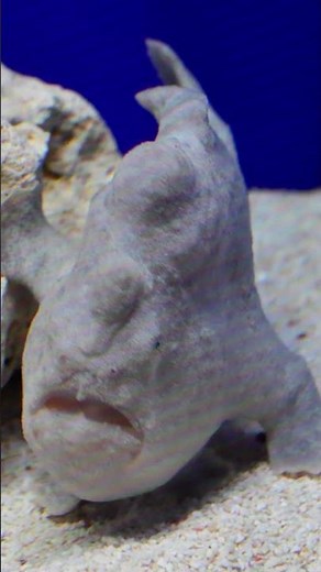 What Do Blobfish Eat? #shorts #fishfacts #shortvideos #animalshorts #shortsviral #blobfish