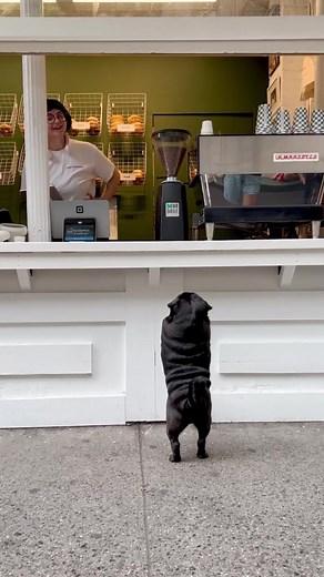 Kuma's Morning Treats: Pug Puppy Joy