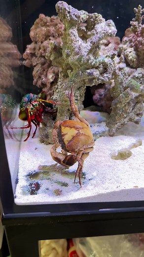 19K views · 79 reactions | Amazing Mantis Shrimp Facts! | Peacock Aquatics | Facebook