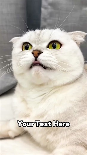 Hilarious Laughing Cats Meme Compilation