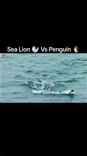 Sea Lion vs Penguin: Survival in the Wild
