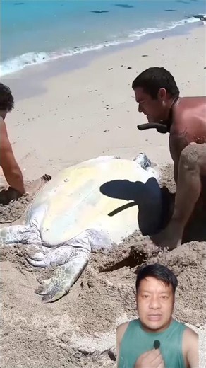 Swimmers Rescue a Giant Sea Turtle! 🐢🌊❤️ #SeaTurtle #Rescue #shortsfeed