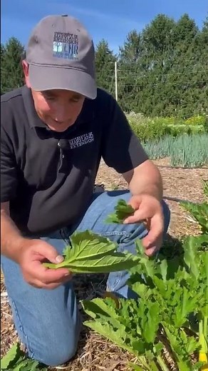 Squash Bugs: Organic Pest Management in the Vegetable Garden
