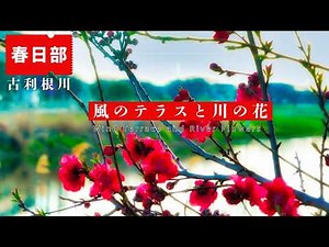 【春日部🌸春の花と野鳥】古利根川「風のテラス」花めぐり｜水辺に癒される散歩道｜ネコヤナギ・ユキヤナギ・レンギョウ・豆桜 そして他にもいっぱいの花「そしていっぱいの鳥」kasukabe japan