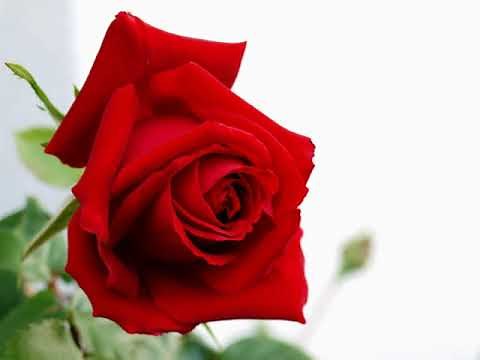 上原げんと作品集