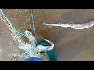 VIDEO 3/3 RETREVEING THE TRAMMEL NET AND REMOVE THE CATCH. PLAICE, FLOUNDER, THORN BACK RAY!!