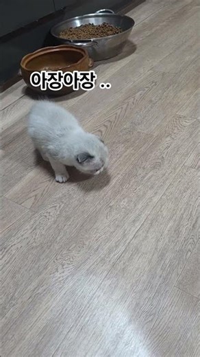 꼬물이 폭풍성장 #아기고양이 #귀여워 #길냥이구조 #cat #아기고양이일상