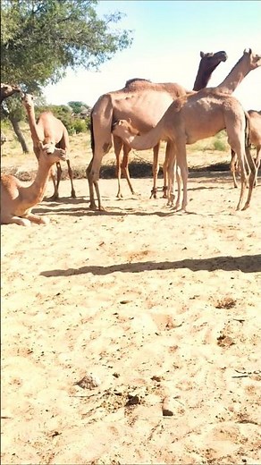 camel 🐪 milk #Camel live#