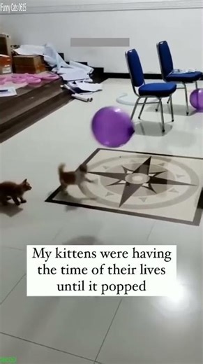 Funniest Cat 🐱 funny cats moments 😸 # #4828