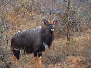 Nyala - Alchetron, The Free Social Encyclopedia