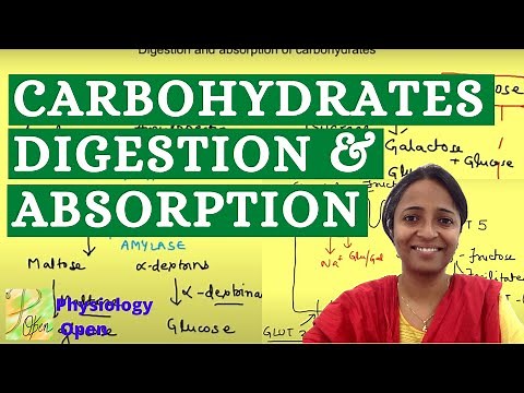 How are carbohydrates broken down and absorbed | Digestion absorption| Gastrointestinal physiology